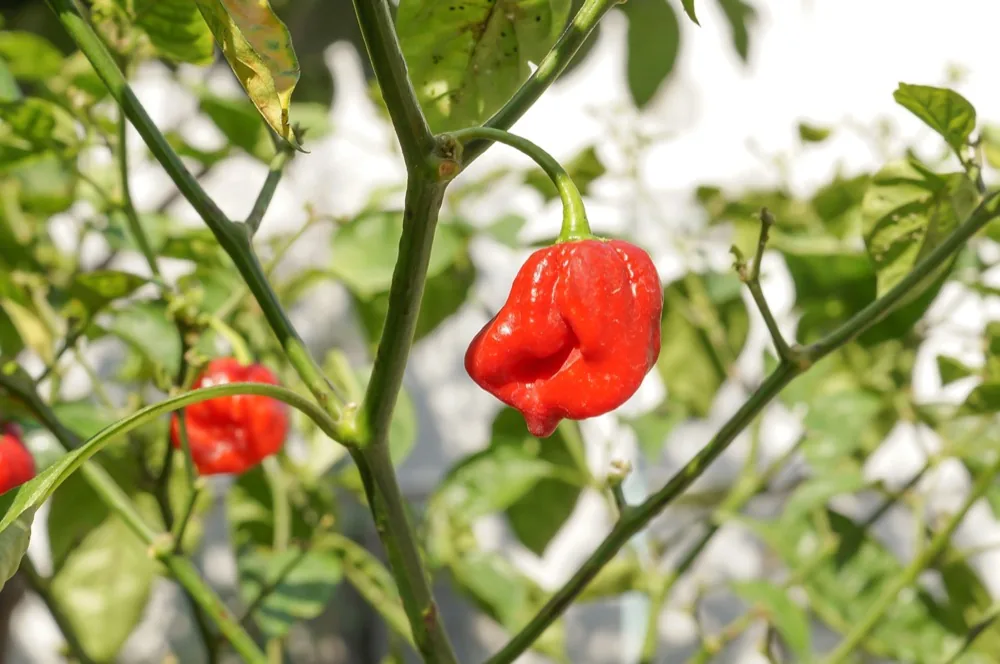 Quả ớt chuông chín trên cây