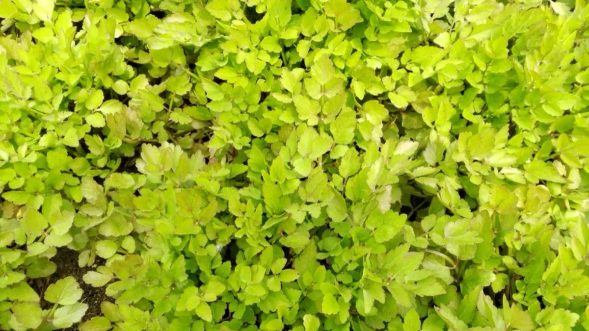 Luống rau cần nước xanh tươi nhìn từ trên, cây phát triển đồng đều