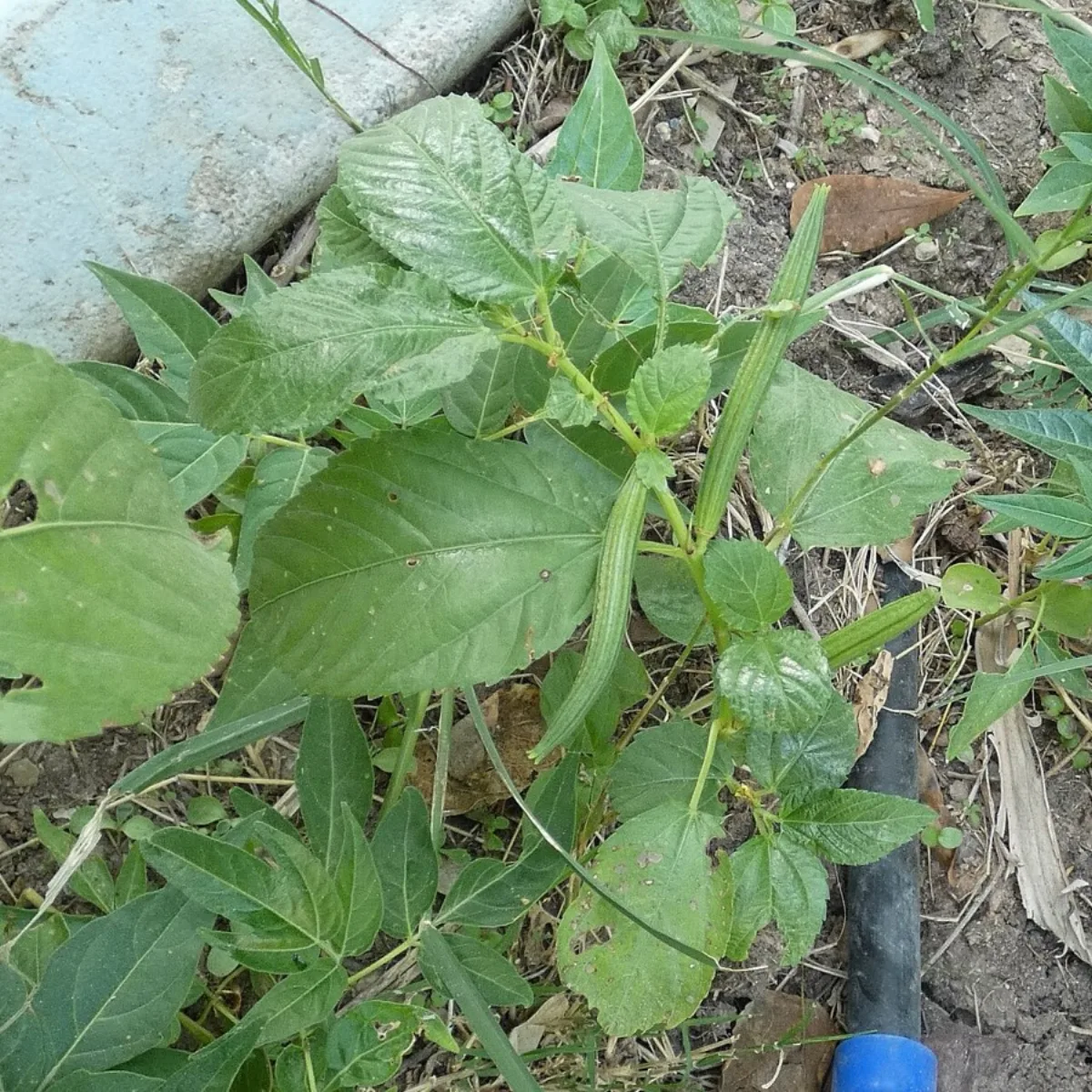 Cách Trồng Rau Đay Tại Nhà Lá Non Quanh Năm