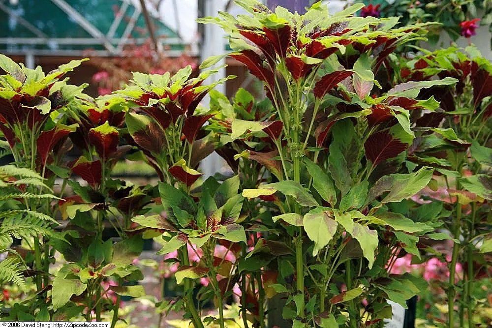 Rau dền Amaranthus tricolor lá xanh đậm sẵn sàng thu hoạch