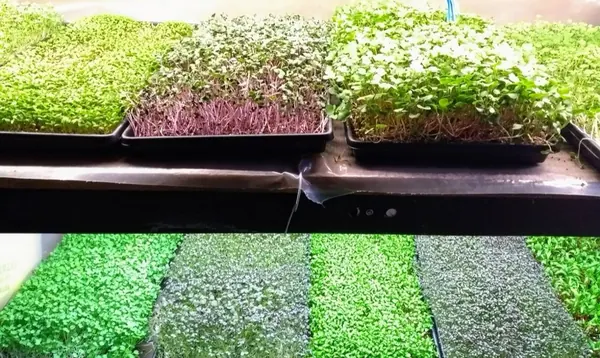 Cách Trồng Rau Mầm Tại Nhà Sạch, Nhanh Thu Hoạch