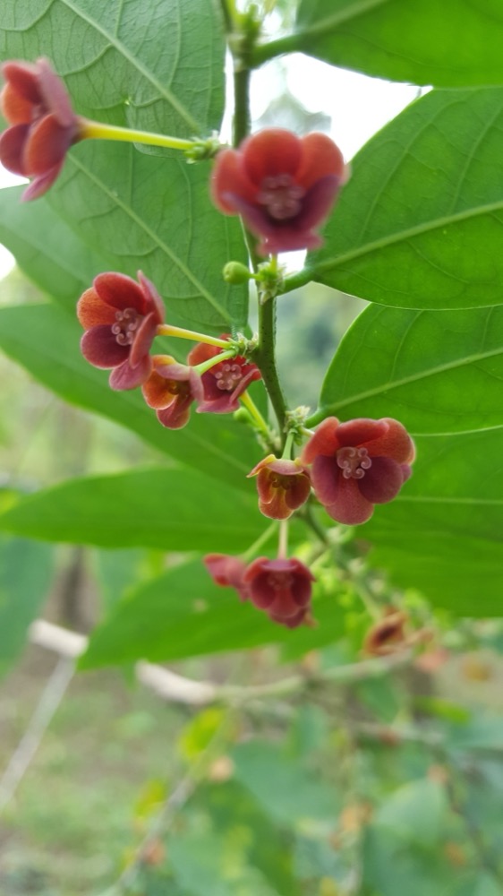 Cách Trồng Rau Ngót Tại Nhà Sai Lá