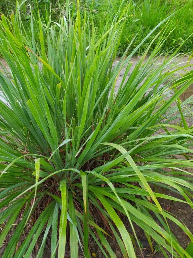 Cách Trồng Sả Tại Nhà Đuổi Muỗi, Làm Gia Vị