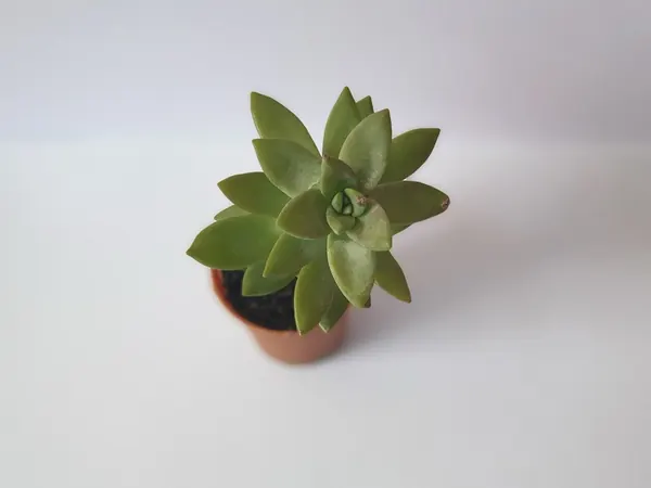 Cách Trồng Sen Đá & Nhân Giống Từ Lá Đơn Giản