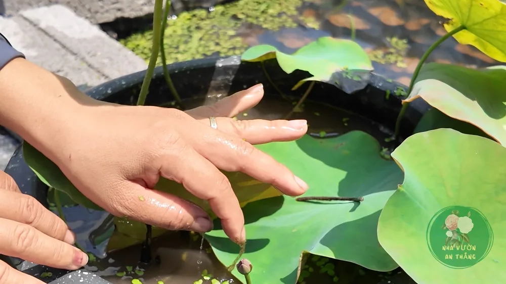 Hoa sen hồng nở trên mặt nước