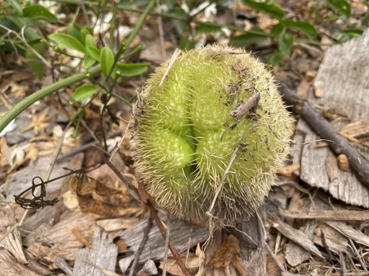 Dây leo su su (Sechium edule) phủ xanh giàn — lá xanh mướt, nhiều nhánh phụ đang phát triển