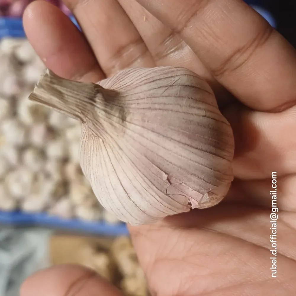 Củ tỏi Allium sativum tươi — lớp vỏ trắng đặc trưng, củ tròn chắc