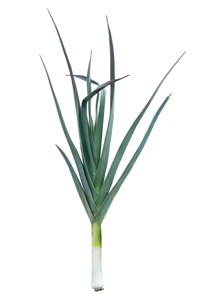 Cách Trồng Tỏi Tây (Hành Baro) Tại Nhà