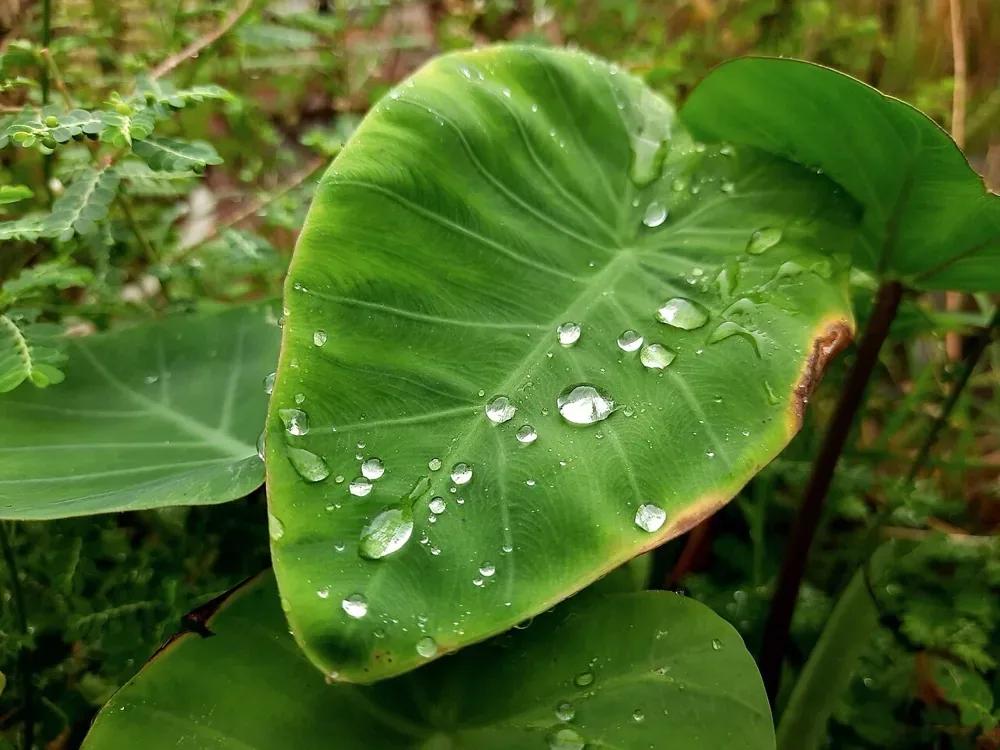 Giọt nước trên lá cây xanh buổi sáng