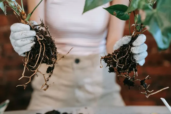 Cây bị thối gốc, thối thân — cách cứu cây úng nước hiệu quả