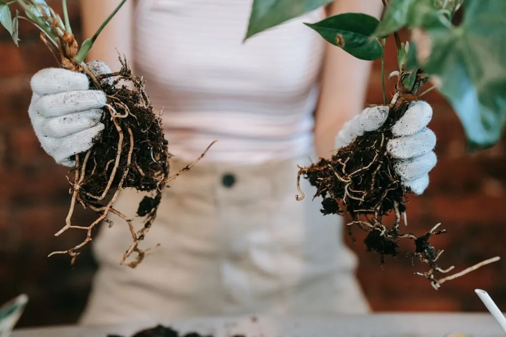 Kiểm tra rễ cây để phát hiện thối rễ do úng nước