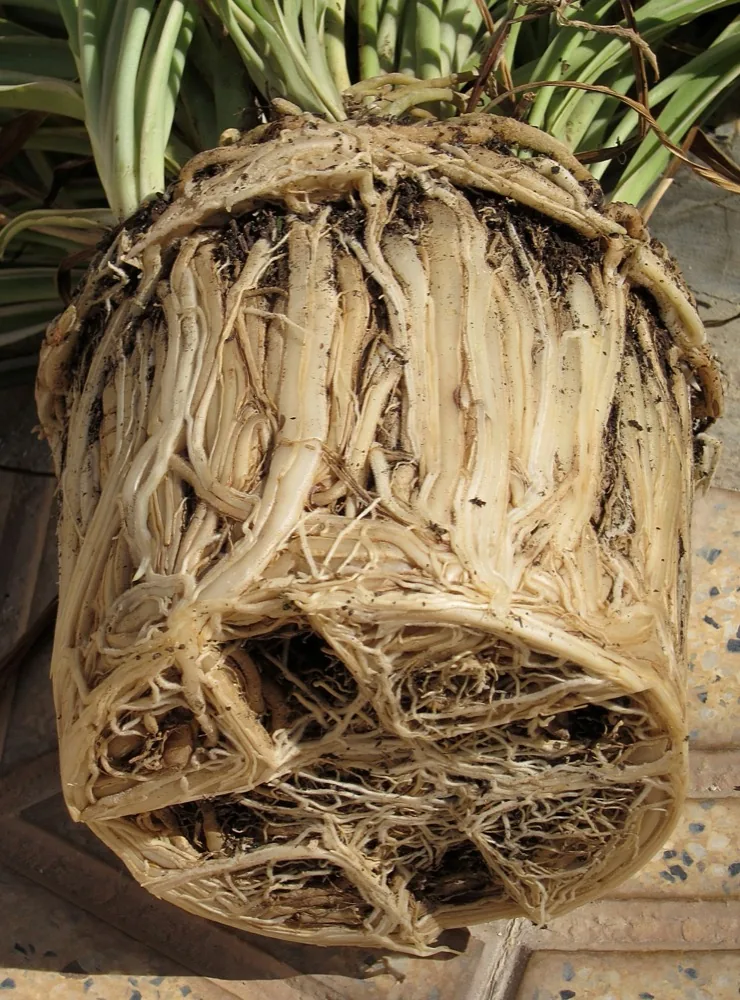 Bộ rễ nghẹt chặt trong chậu — hình ảnh điển hình của cây bị nghẹt rễ