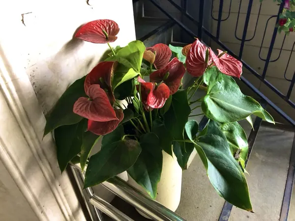 Cây Hồng Môn Anthurium: Phong Thủy & Cách Chăm Hoa Đỏ Bền