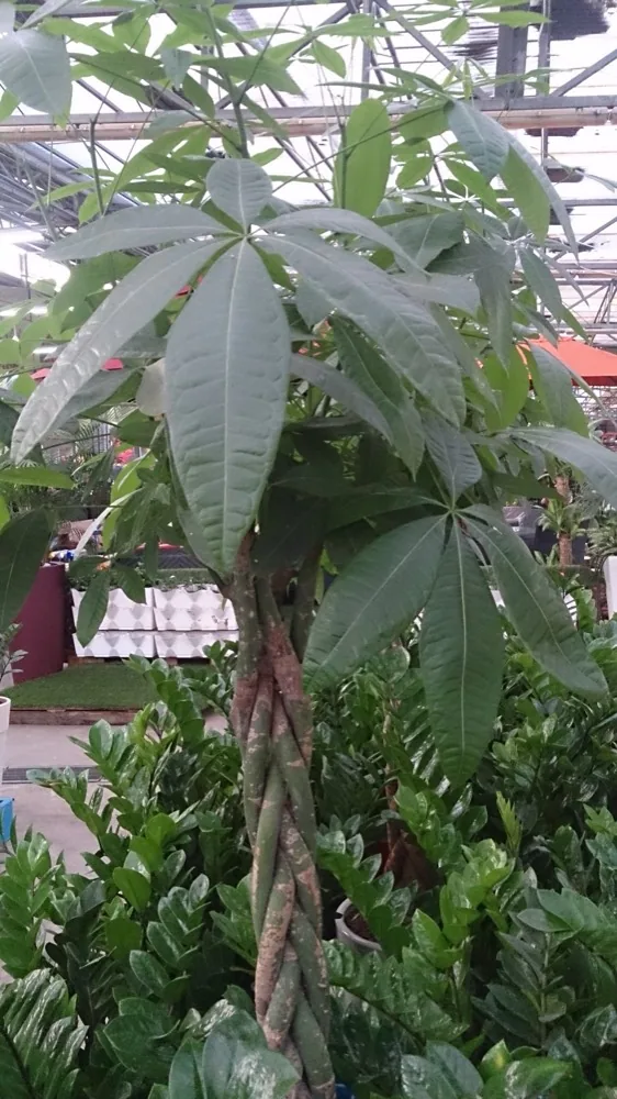 cây kim ngân thân bện đặc trưng tại nhà vườn