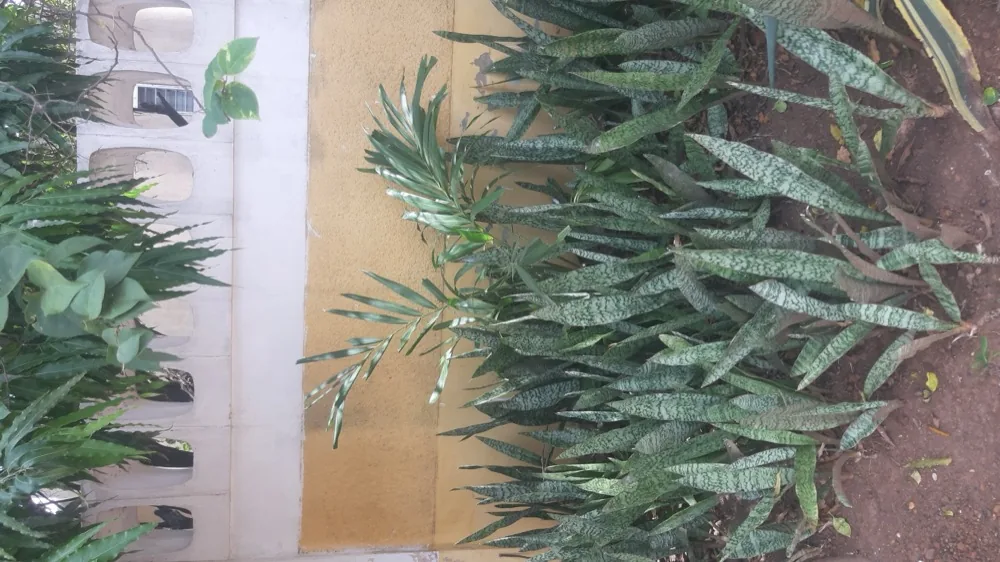 Bụi cây lưỡi hổ Dracaena trifasciata nhìn từ góc cao