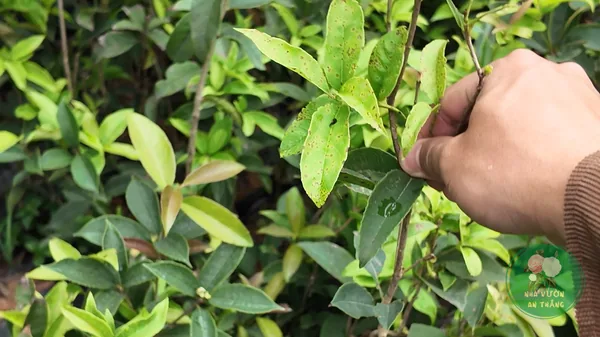 Cây Mộc Hương (Quế Hoa): Trồng Cho Hương Thơm Cả Nhà