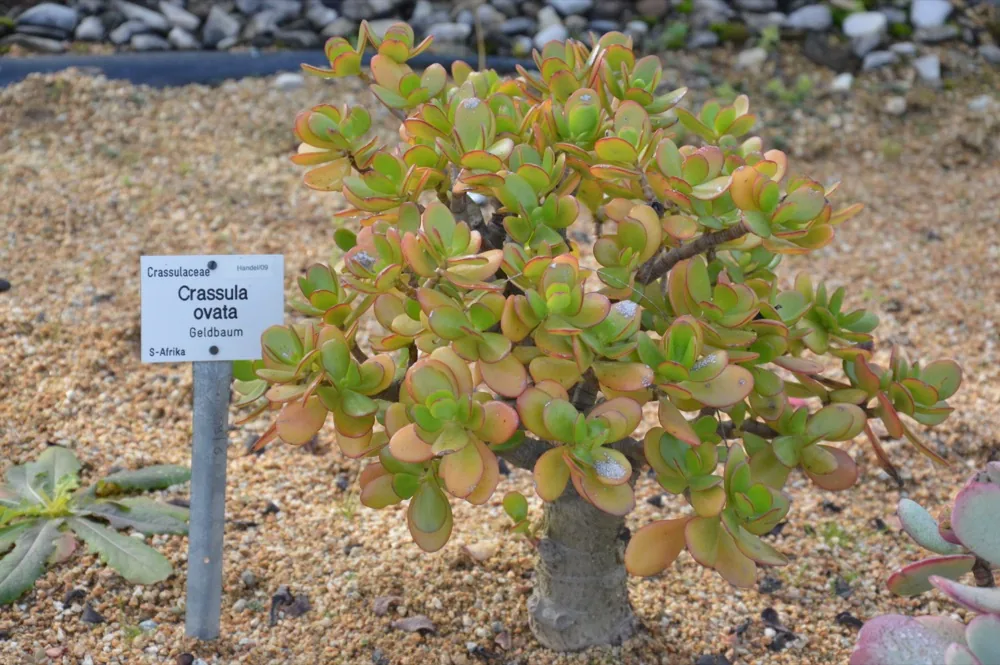 Cây ngọc bích Crassula ovata trong vườn — thân gỗ hóa, lá tròn dày