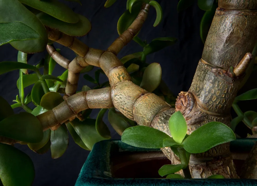 Cành và lá cây ngọc bích — thân gỗ hóa đặc trưng của Crassula ovata trưởng thành