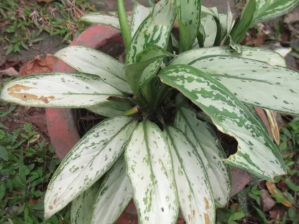 Cây Ngọc Ngân Aglaonema: Phong Thủy & Cách Chăm Lá Đẹp
