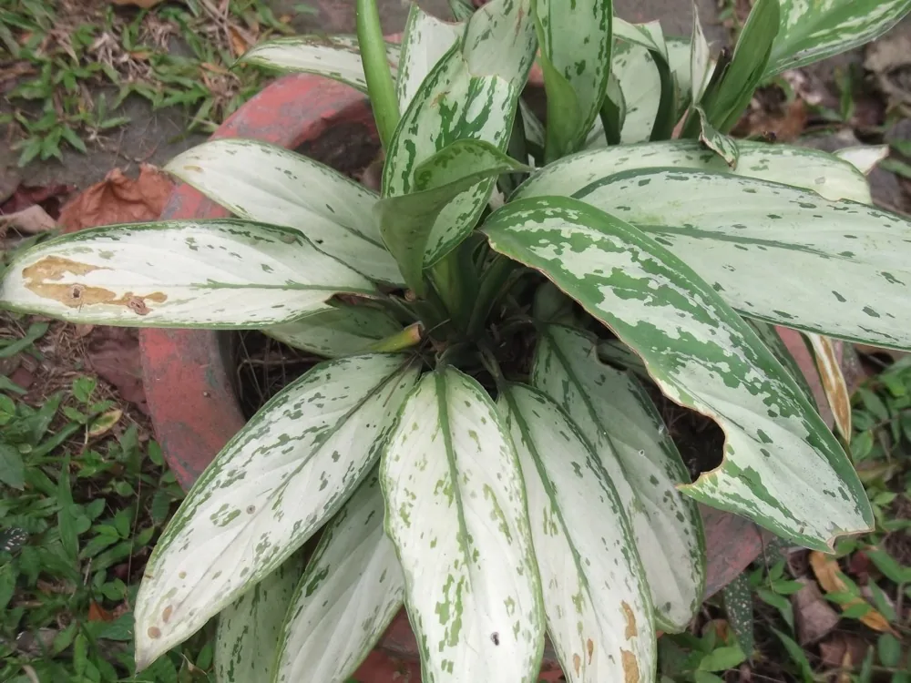 cây ngọc ngân Aglaonema lá đốm trắng xanh đẹp trong chậu
