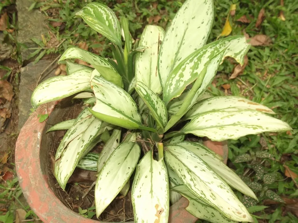 cây ngọc ngân Aglaonema Silver Queen lá xanh đốm trắng trong chậu đất
