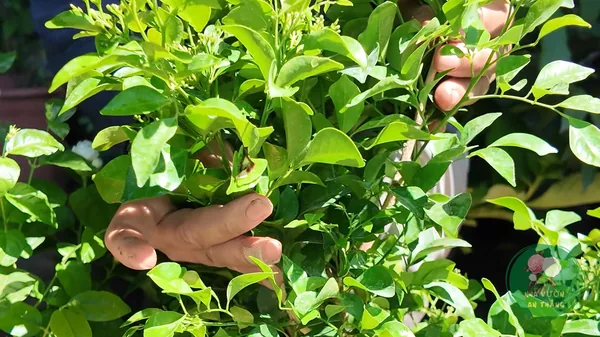 Cây Nguyệt Quế: Trồng & Chăm Cho Hoa Thơm Quanh Năm