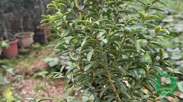 Cây Ổi Tàu Lá Nhỏ: Chuẩn Giống, Dễ Trồng, Vừa Ăn Quả Vừa Làm Bonsai