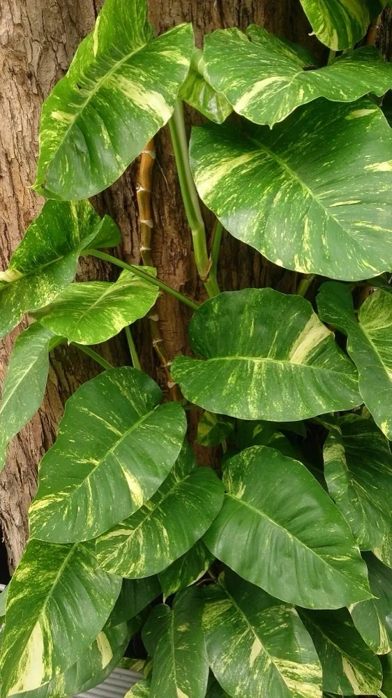 Bình trầu bà trồng thủy sinh trong nước