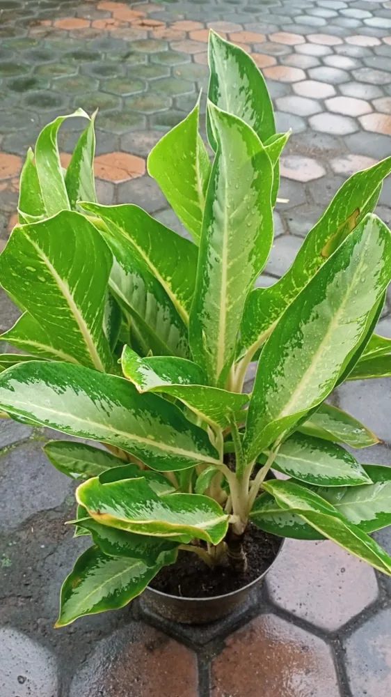 Chậu cây phong thủy lá xanh đỏ trong nhà