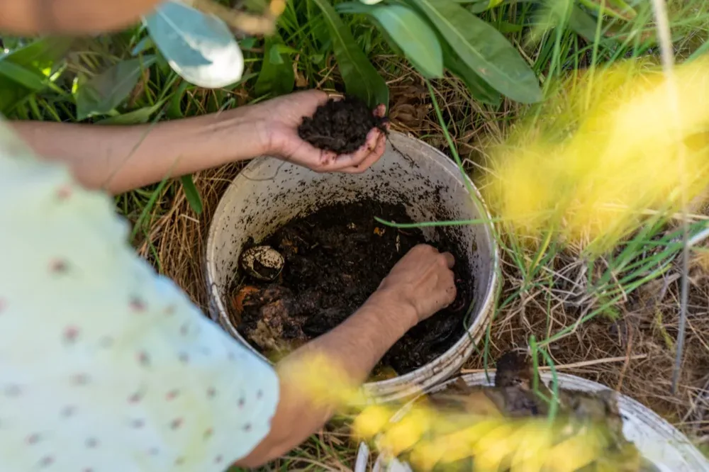 Trộn phân hữu cơ compost trong xô trước khi bón cho cây