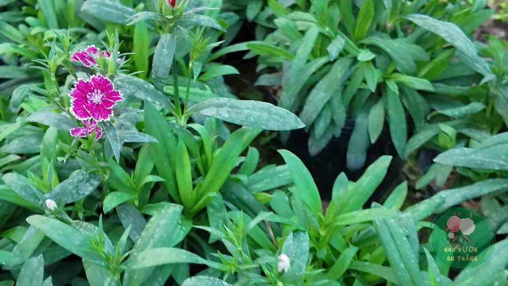 Luống hoa cẩm chướng nhiều bông