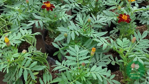 Hoa Vạn Thọ: Trồng Từ Hạt Ra Hoa Đúng Tết, Đẹp Quanh Năm