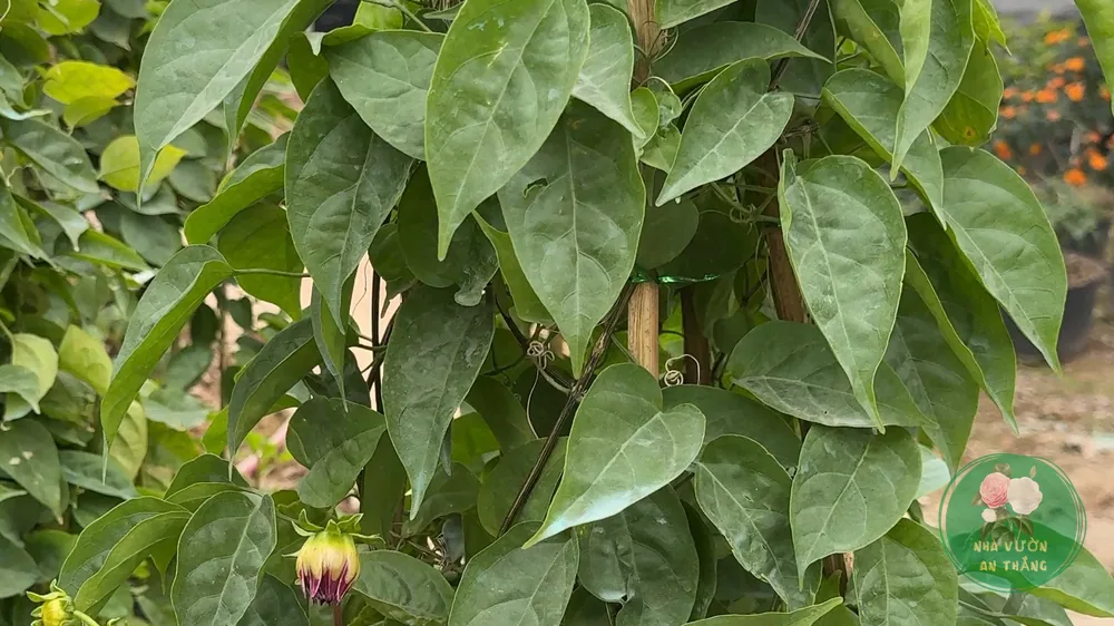 Dây leo hoa cam phủ kín giàn
