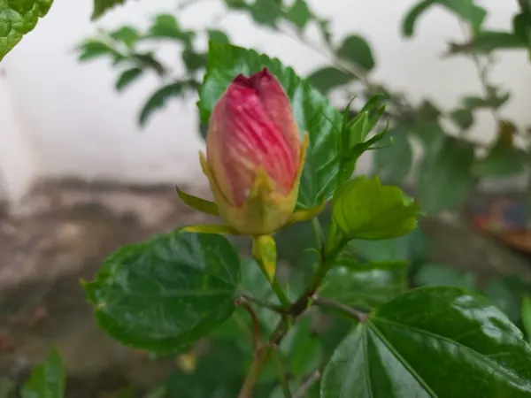 Hoa Rụng Sớm, Nụ Không Nở: 6 Nguyên Nhân & Cách Khắc Phục