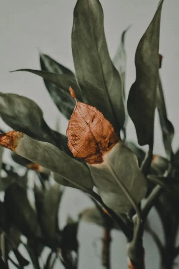 Lá cây bị cháy mép, cháy đầu lá — Vì sao và cách xử lý