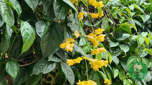 Cách Trồng Lan Hoàng Dương Leo Rủ, Hoa Vàng Quanh Năm