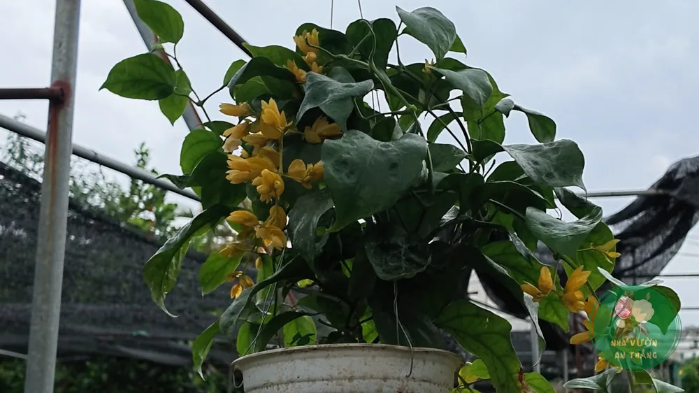 Giàn lan hoàng dương phủ cổng