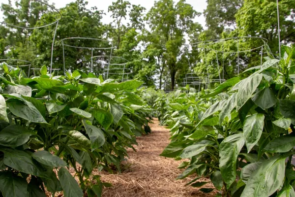 Lịch gieo trồng rau theo mùa ở miền Bắc