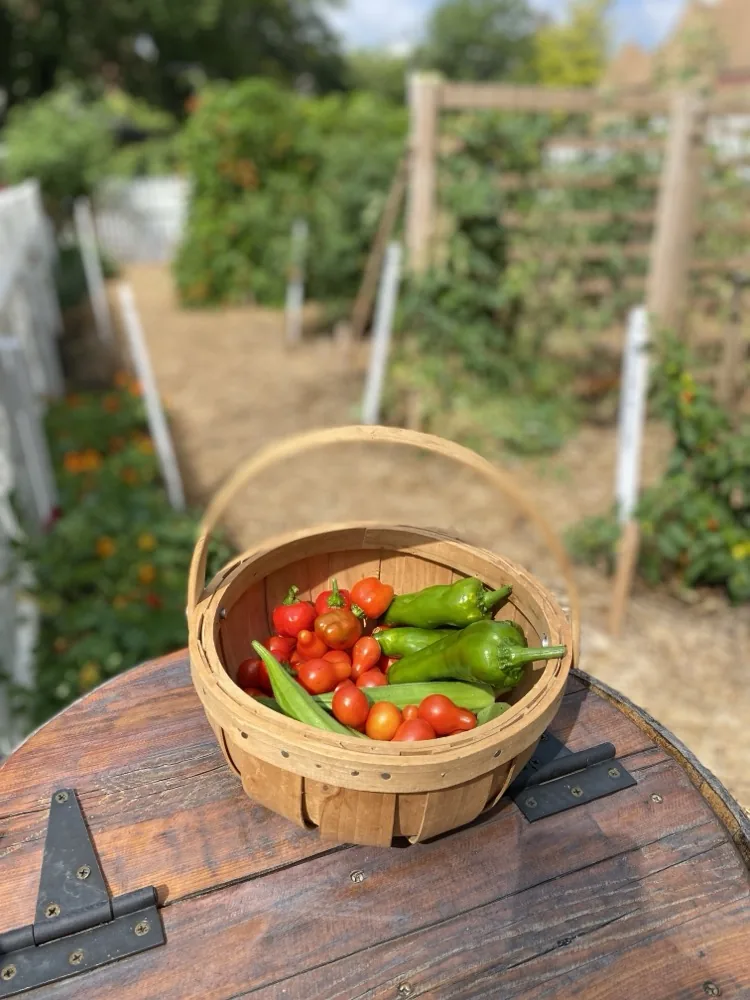 Rổ rau củ thu hoạch nhiều loại
