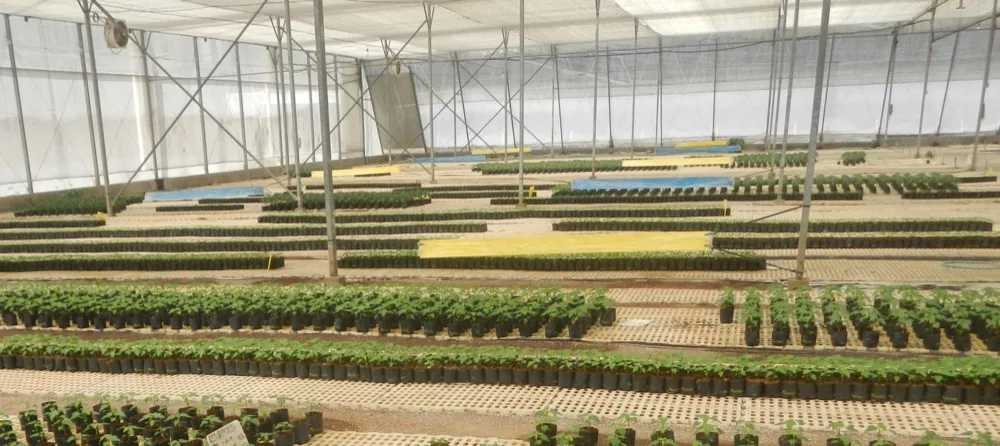 Hàng chậu cây giống xếp đều trong nhà lưới vườn ươm