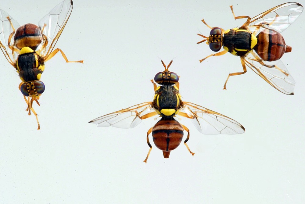 Mẫu ruồi vàng đục quả Bactrocera correcta — ba cá thể trưởng thành cánh trải rộng