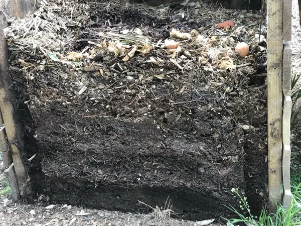 Trichoderma Là Gì? Cách Dùng Phòng Nấm Bệnh Hiệu Quả Cho Cây