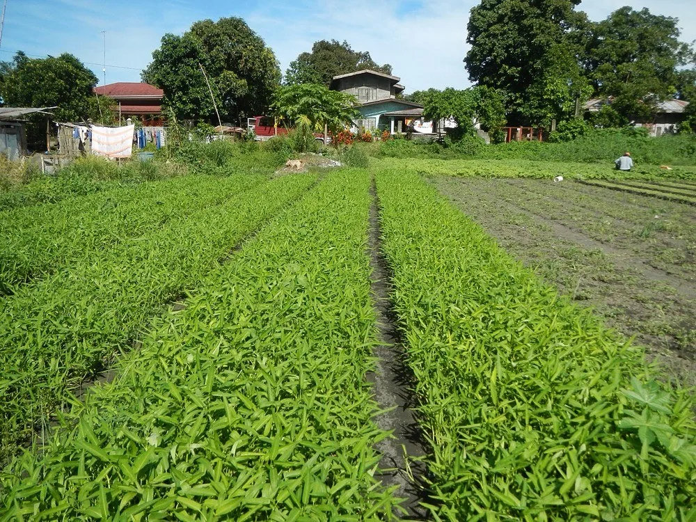 Rau muống và mồng tơi xanh tốt