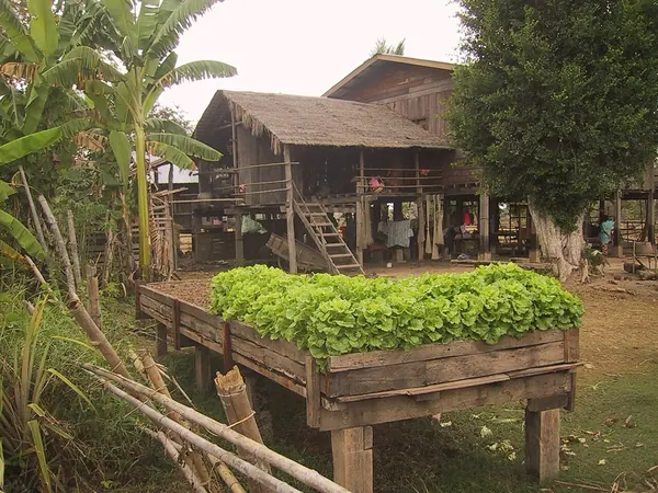 Trồng rau sạch tại nhà trong thùng xốp cho người mới