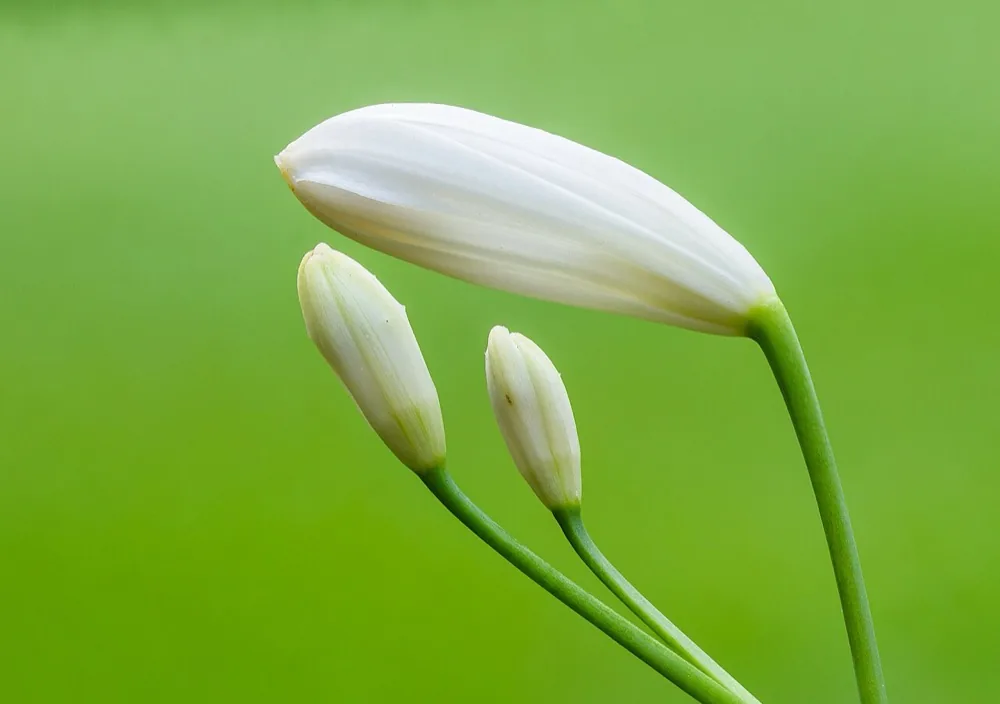Nụ hoa đang hình thành trên cây