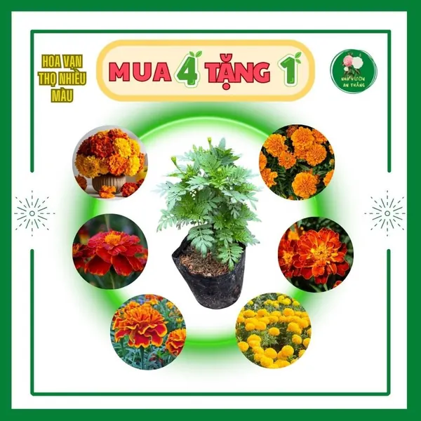 Cây giống hoa vạn thọ mix nhiều màu chuẩn giống F1 h