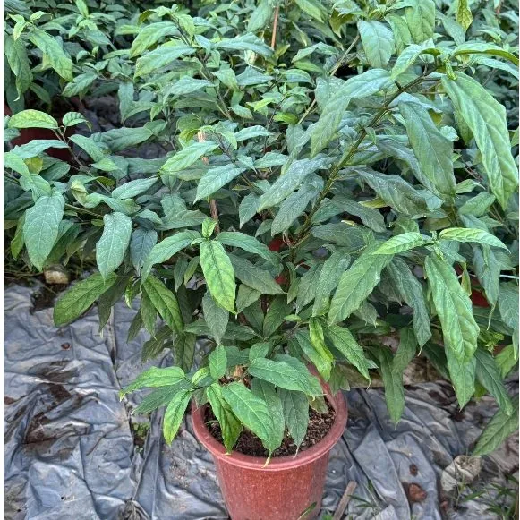 Cây hoa Dạ Ngọc Minh Châu sai hoa