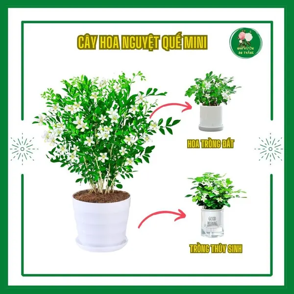 Cây hoa nguyệt quế mini hương thơm dịu nhẹ để bàn là