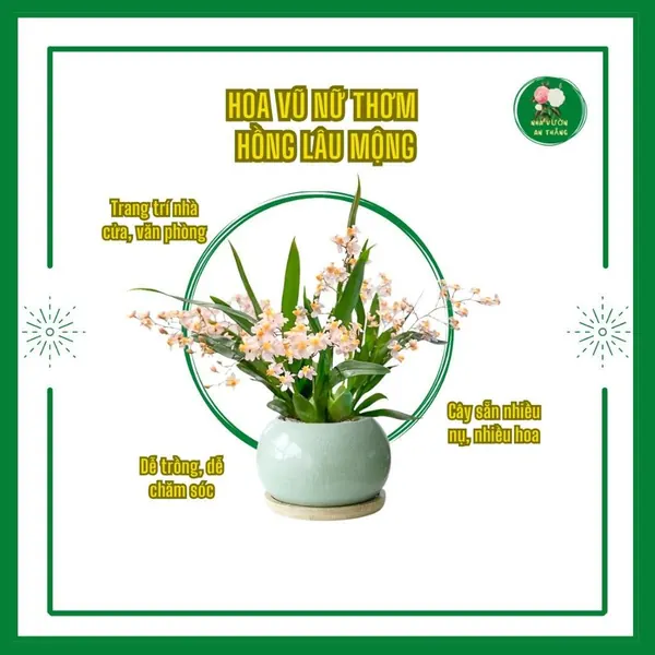 Cây hoa Vũ nữ thơm Hồng lâu mộng nhiều hoa để bàn là