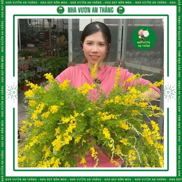 Cây Hoàng Kim Thảo Vàng thơm xua đuổi côn trùng